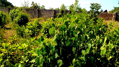 1/4 Acre Plot on Beach 3 Row, in Galu Beach - Image 9