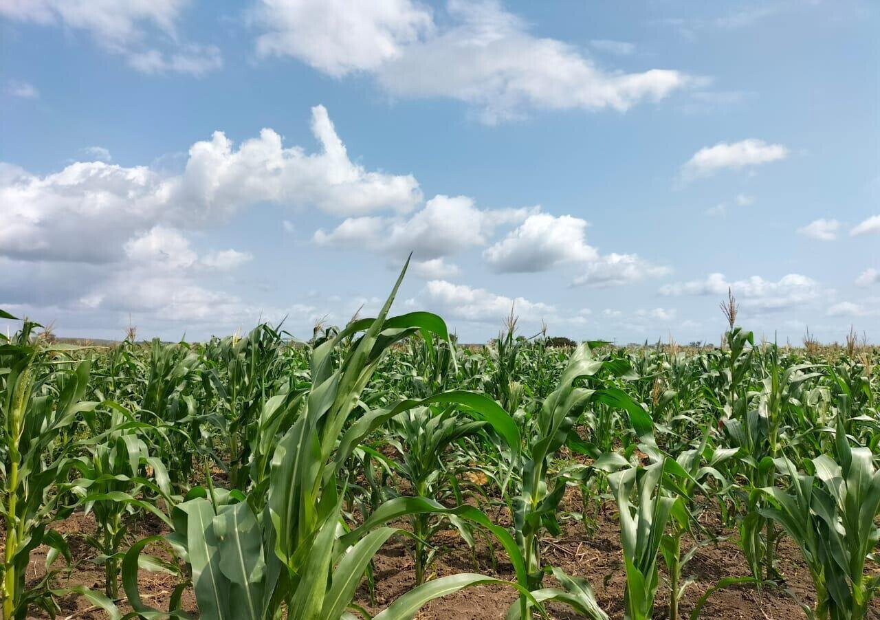 5-Acre Garden Plot with Parking - KSh 30M