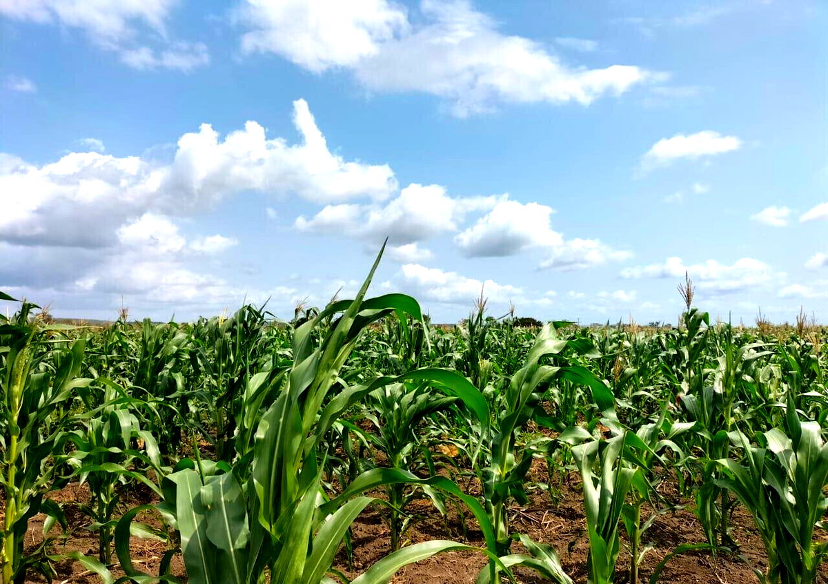 5-Acre Garden Plot with Parking - KSh 30M