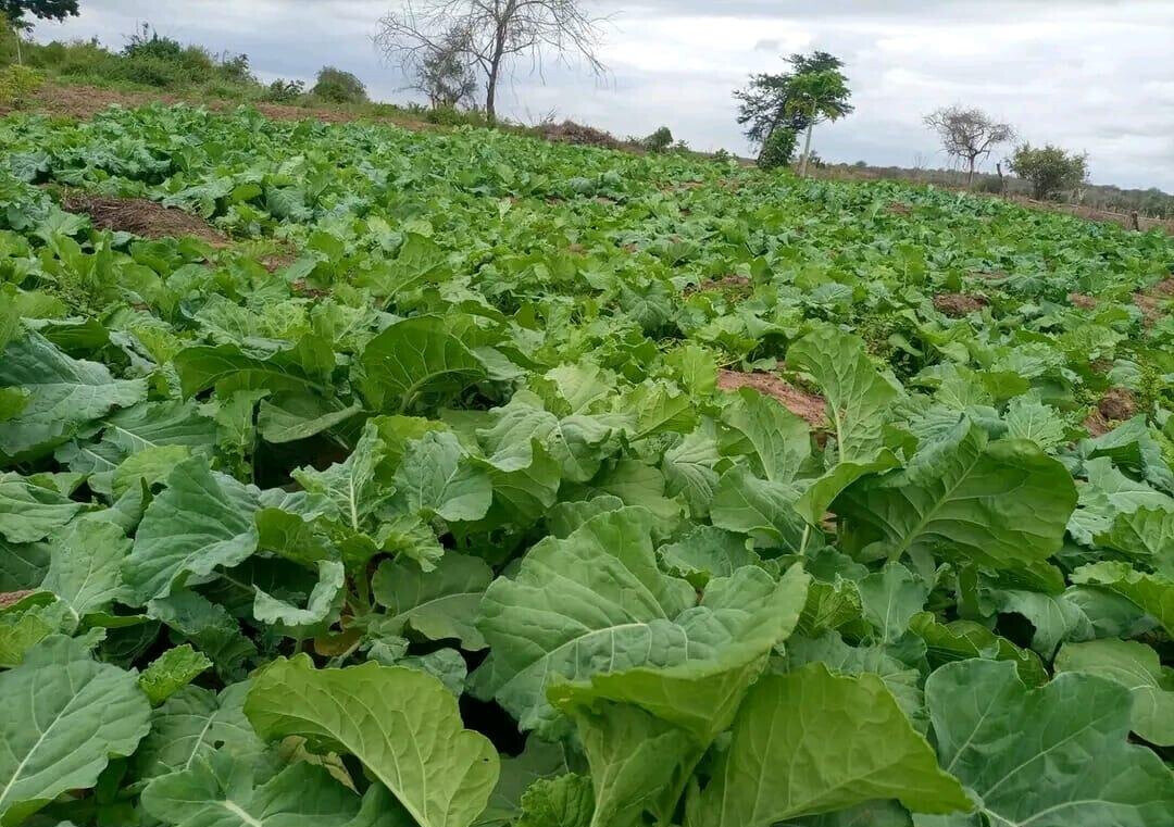 5-Acre Garden Plot with Parking - KSh 30M