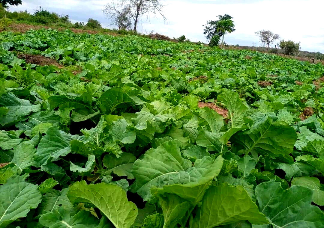 5-Acre Garden Plot with Parking - KSh 30M