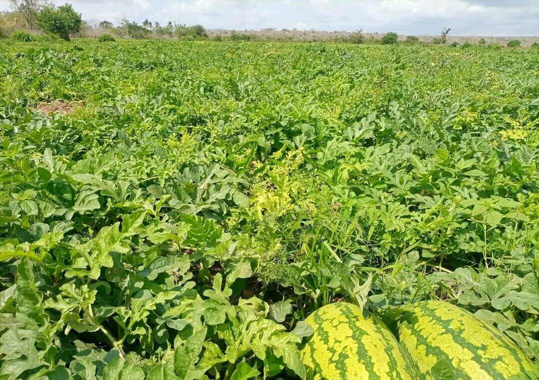 5-Acre Garden Plot with Parking - KSh 30M