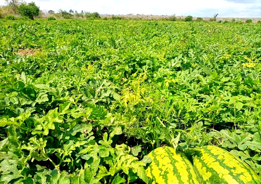 5-Acre Garden Plot with Parking - KSh 30M