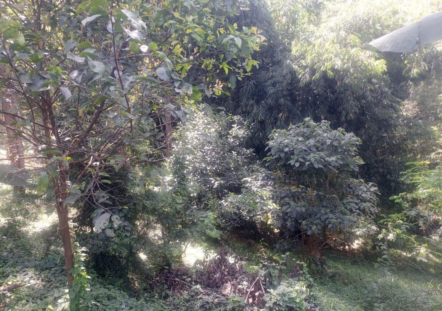 5-Acre Kitisuru Gem at KSh 70M