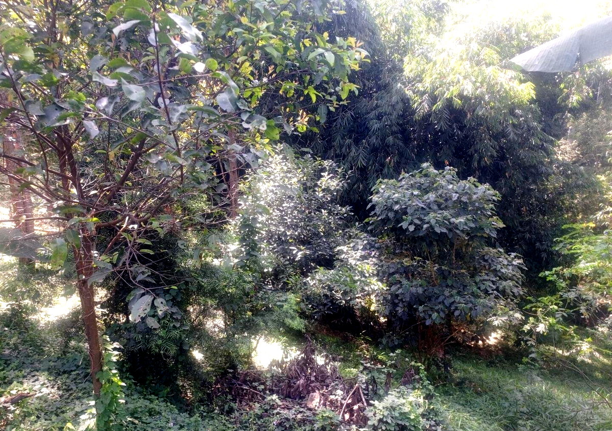 5-Acre Kitisuru Gem at KSh 70M