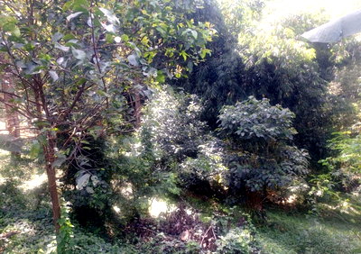5-Acre Kitisuru Gem at KSh 70M