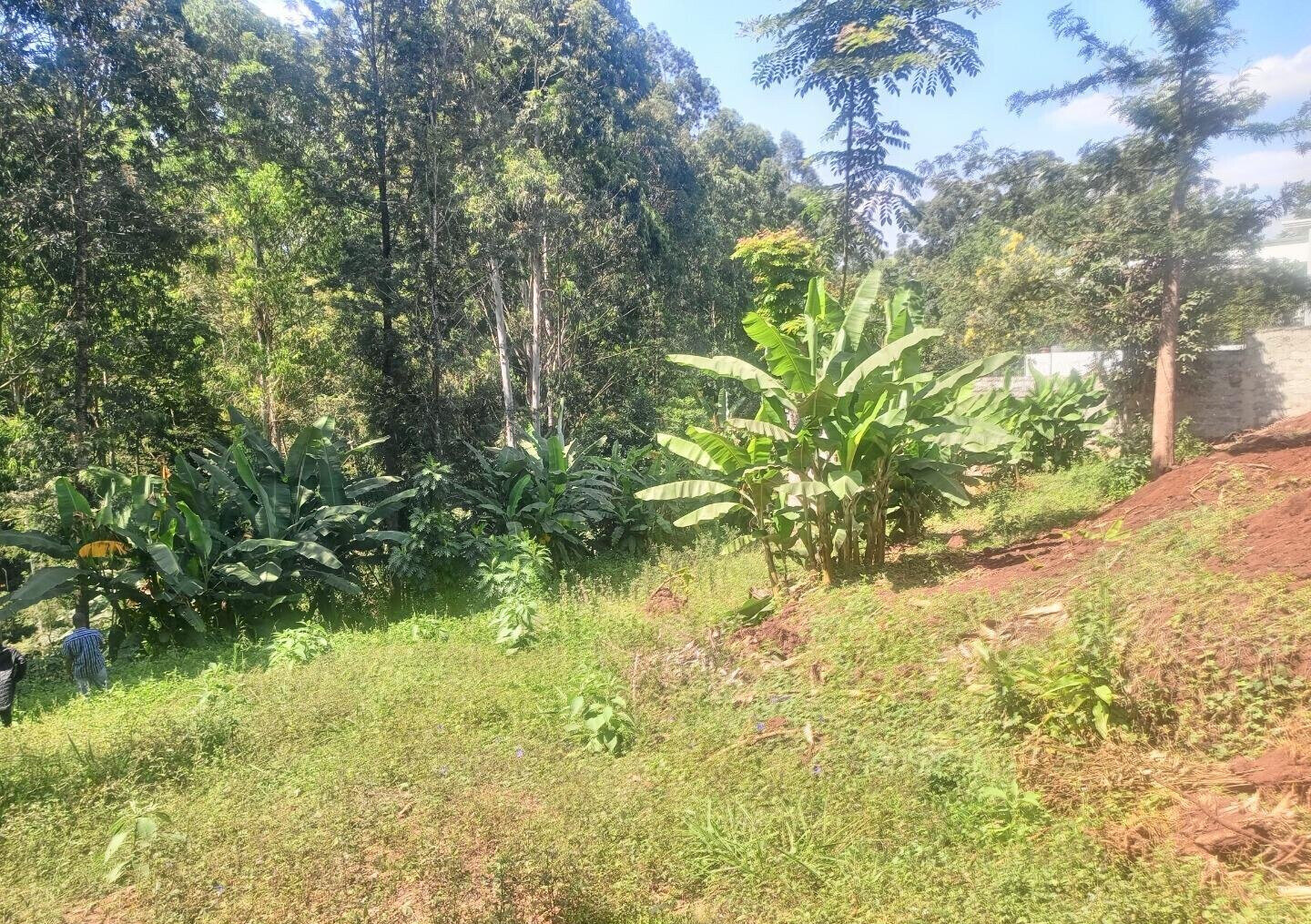 5-Acre Kitisuru Gem at KSh 70M