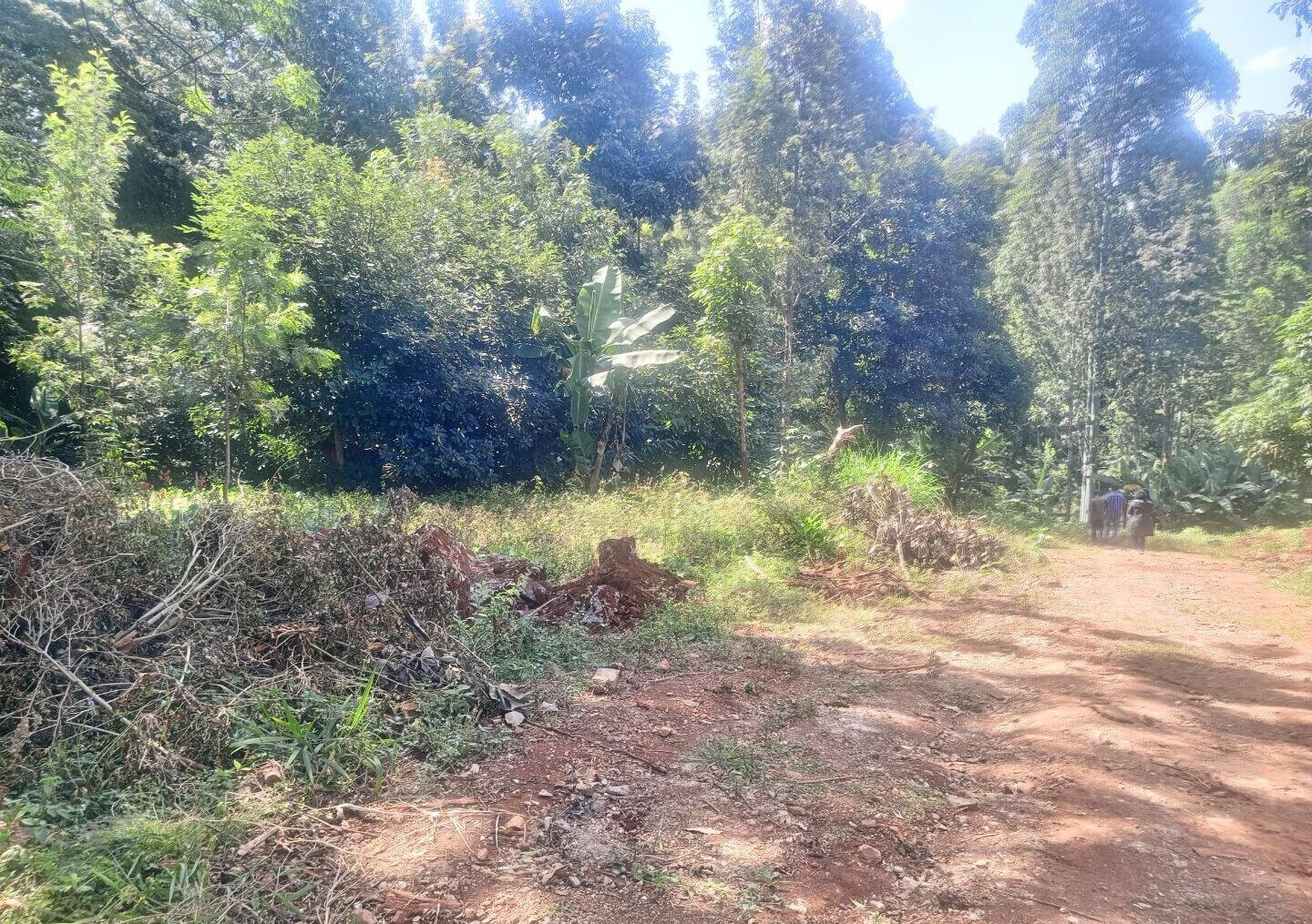 5-Acre Kitisuru Gem at KSh 70M