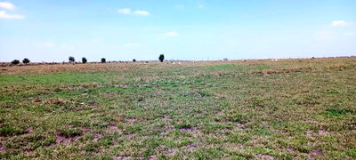 Vacant Plots for Sale - Isinya - Image 5