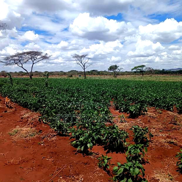 Commercial land Mashuru