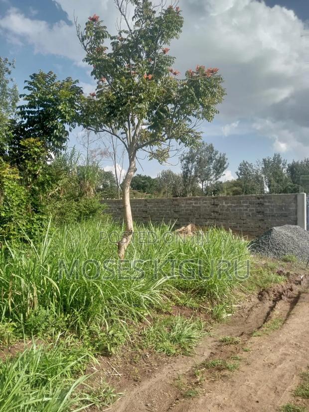 Karibaribi, 50x100 Plot.