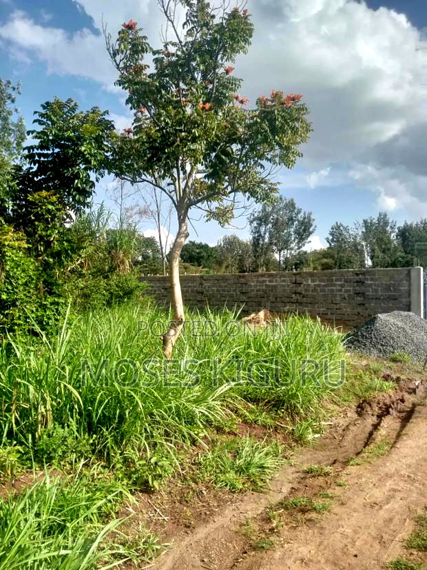 Karibaribi, 50x100 Plot.