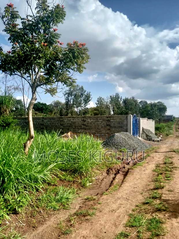 Karibaribi, 50x100 Plot.