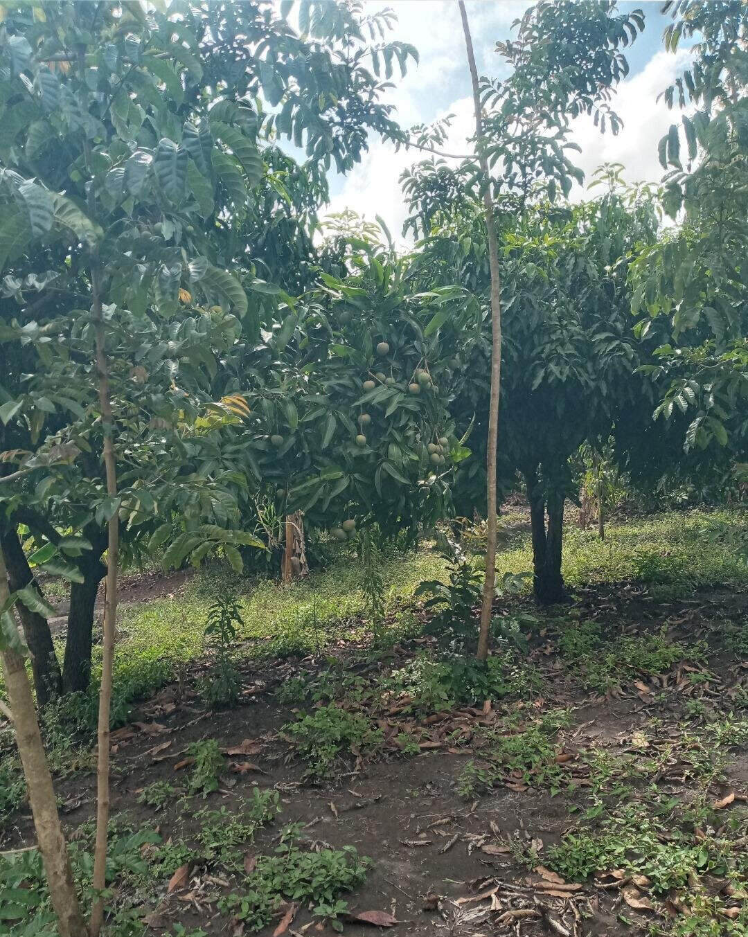 2-Acre Plot in Matasia, Ngong