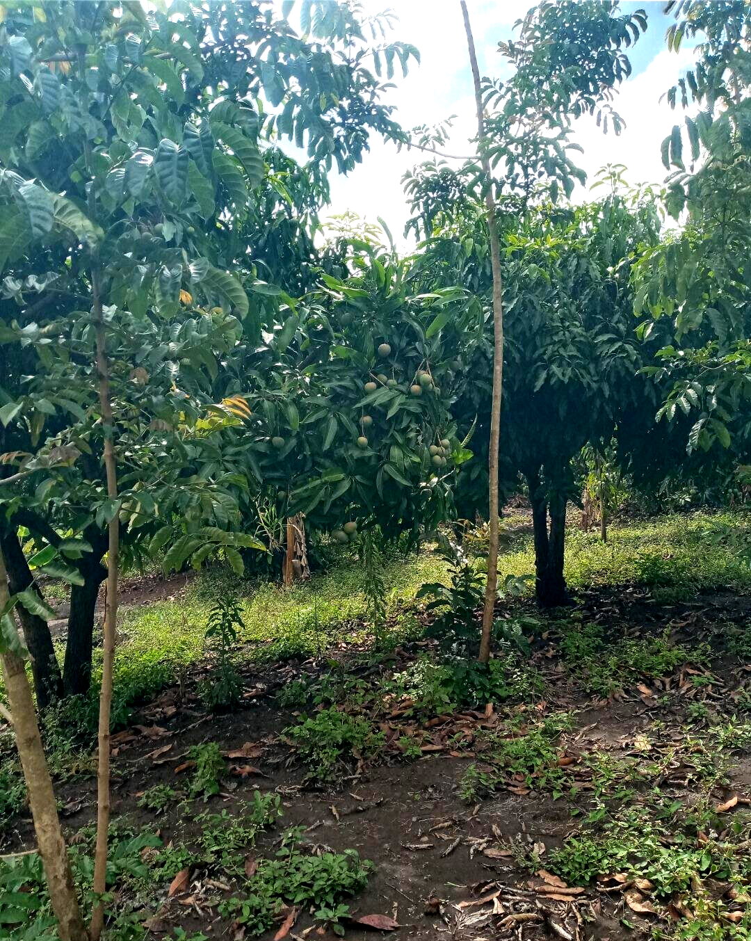 2-Acre Plot in Matasia, Ngong