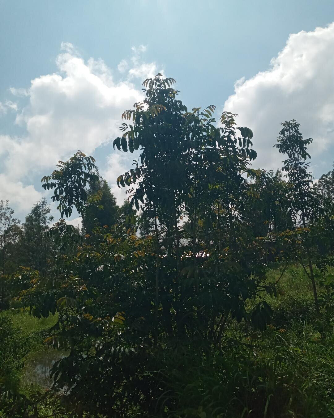 2-Acre Plot in Matasia, Ngong