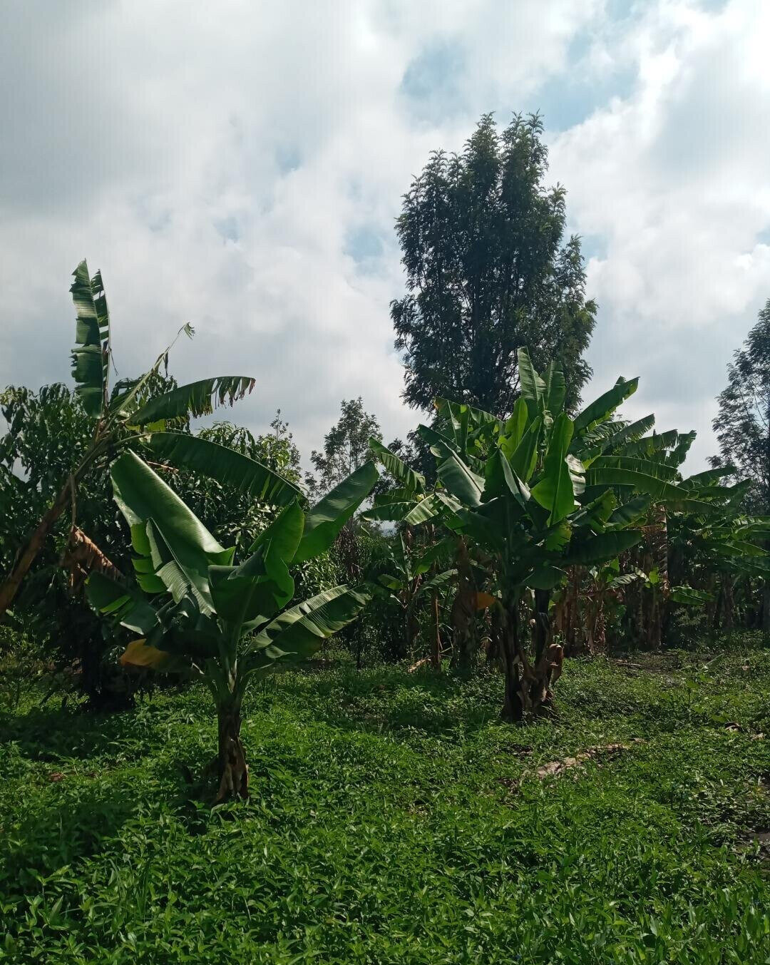 2-Acre Plot in Matasia, Ngong