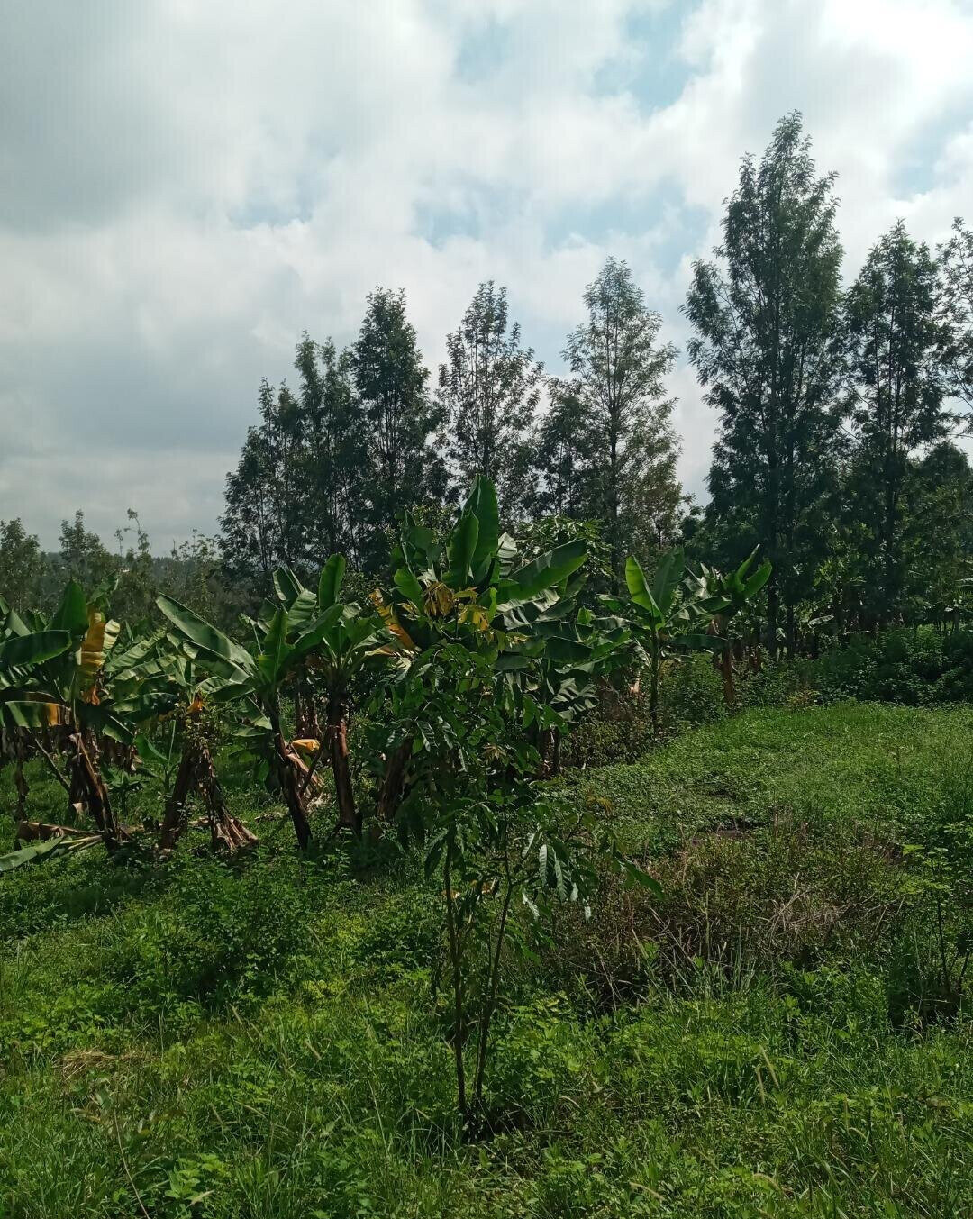 2-Acre Plot in Matasia, Ngong