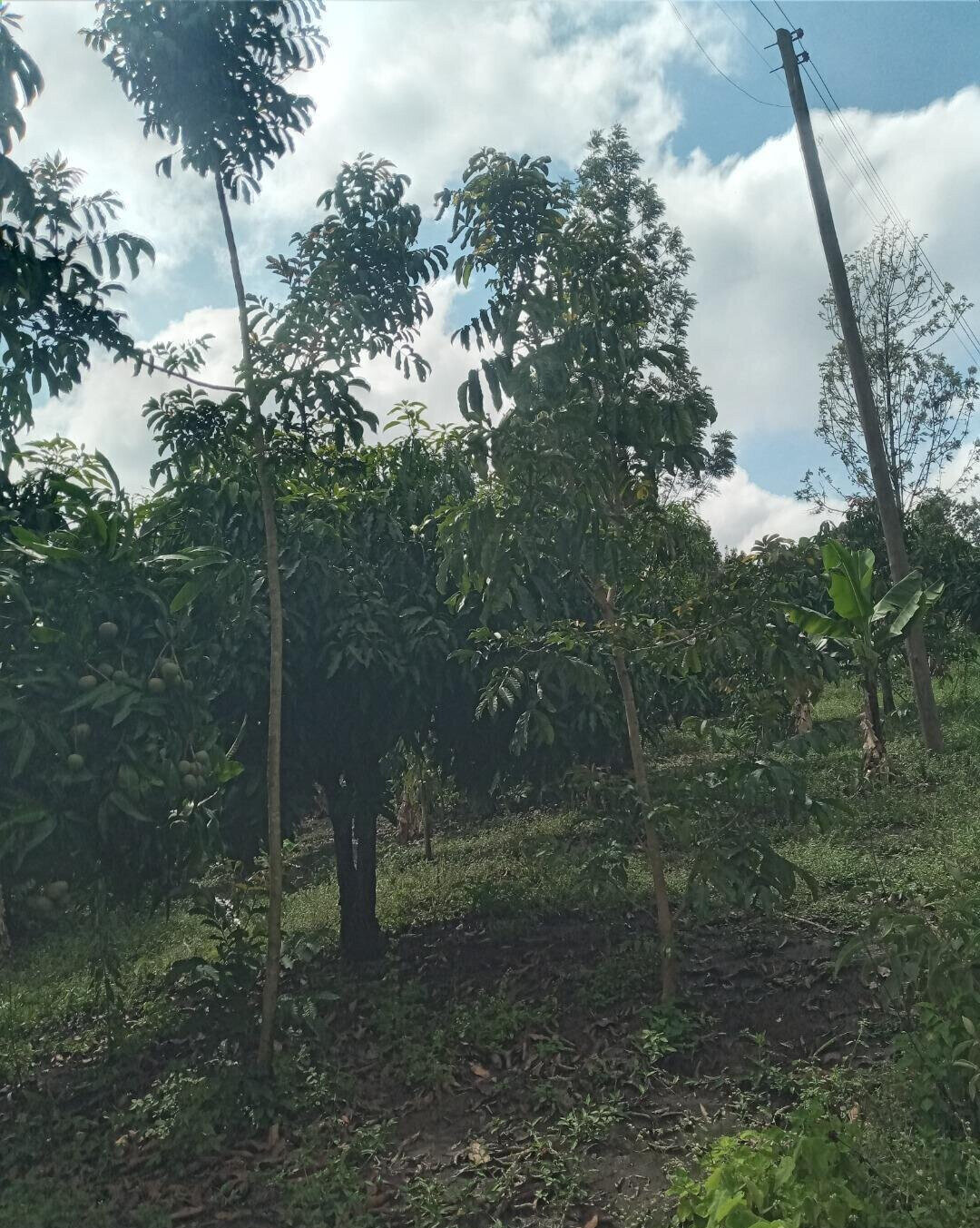 2-Acre Plot in Matasia, Ngong