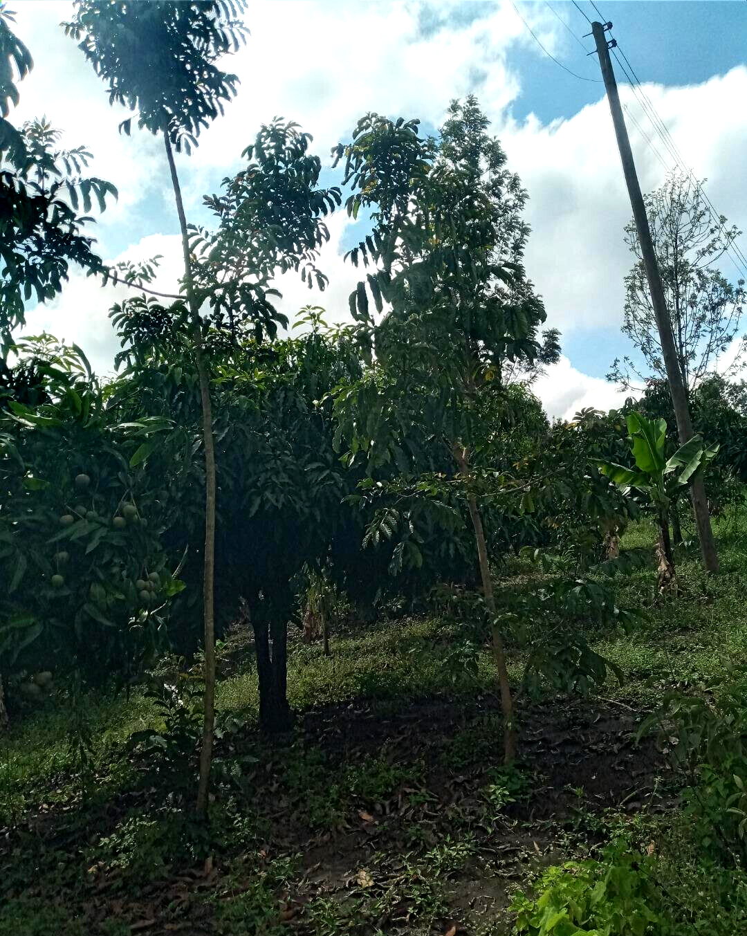 2-Acre Plot in Matasia, Ngong