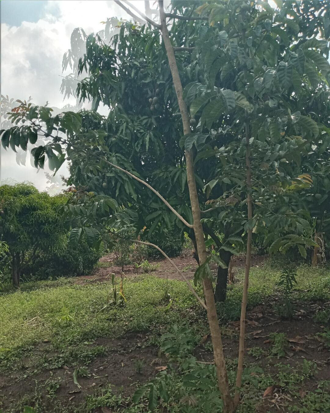 2-Acre Plot in Matasia, Ngong