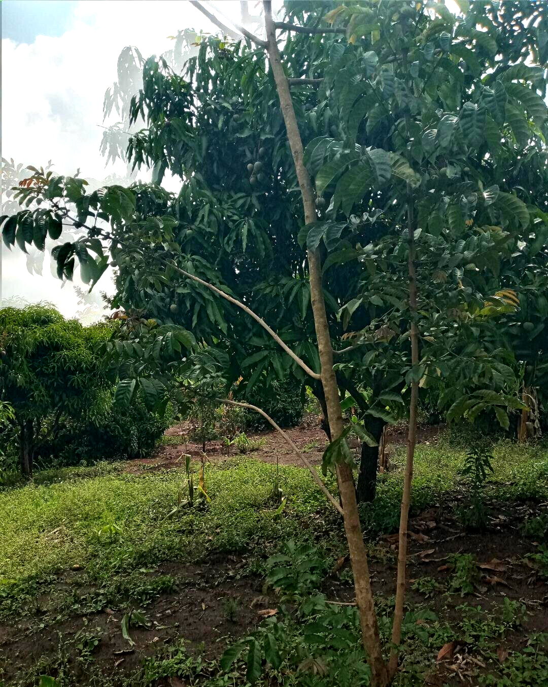 2-Acre Plot in Matasia, Ngong