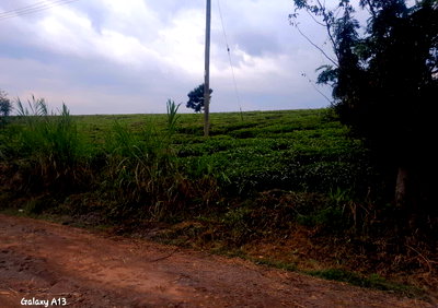 2.5-Acre Plot in Tigoni for KSh 45M