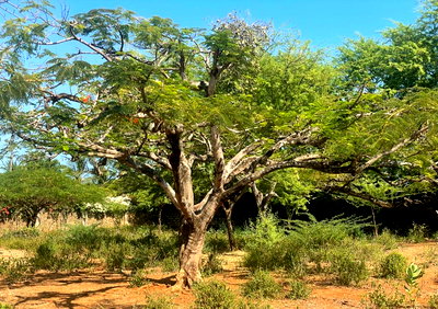 3-Acre Beachside Plot for KSh 39M
