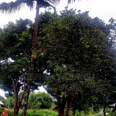 1/2 Acre/0.18 Hectare Plot on Sale at Kidzangoni Ukunda. - Image 10