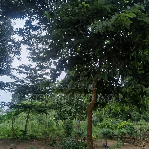 1/2 Acre/0.18 Hectare Plot on Sale at Kidzangoni Ukunda.