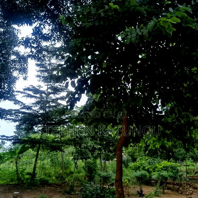 1/2 Acre/0.18 Hectare Plot on Sale at Kidzangoni Ukunda. - Image 8