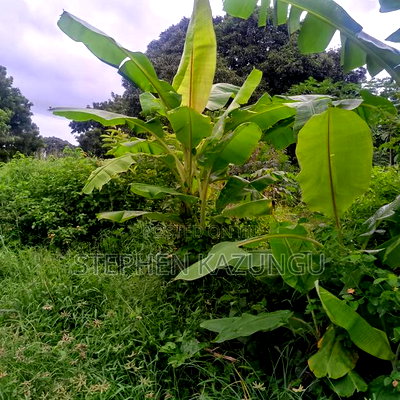 1/2 Acre/0.18 Hectare Plot on Sale at Kidzangoni Ukunda. - Image 9