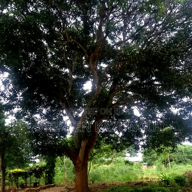 1/2 Acre/0.18 Hectare Plot on Sale at Kidzangoni Ukunda.