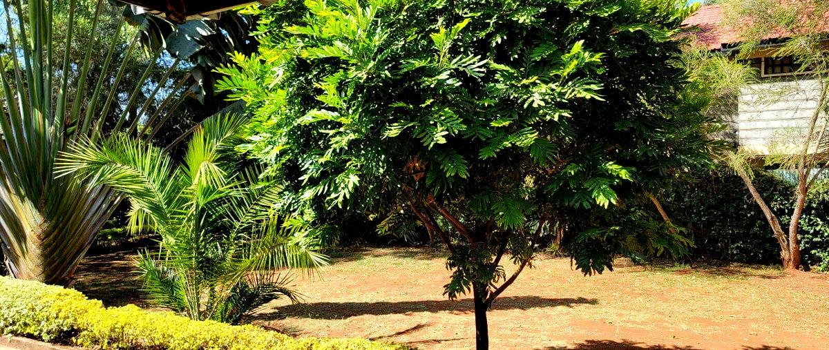 3BR Bungalow with Garden at KSh 90K