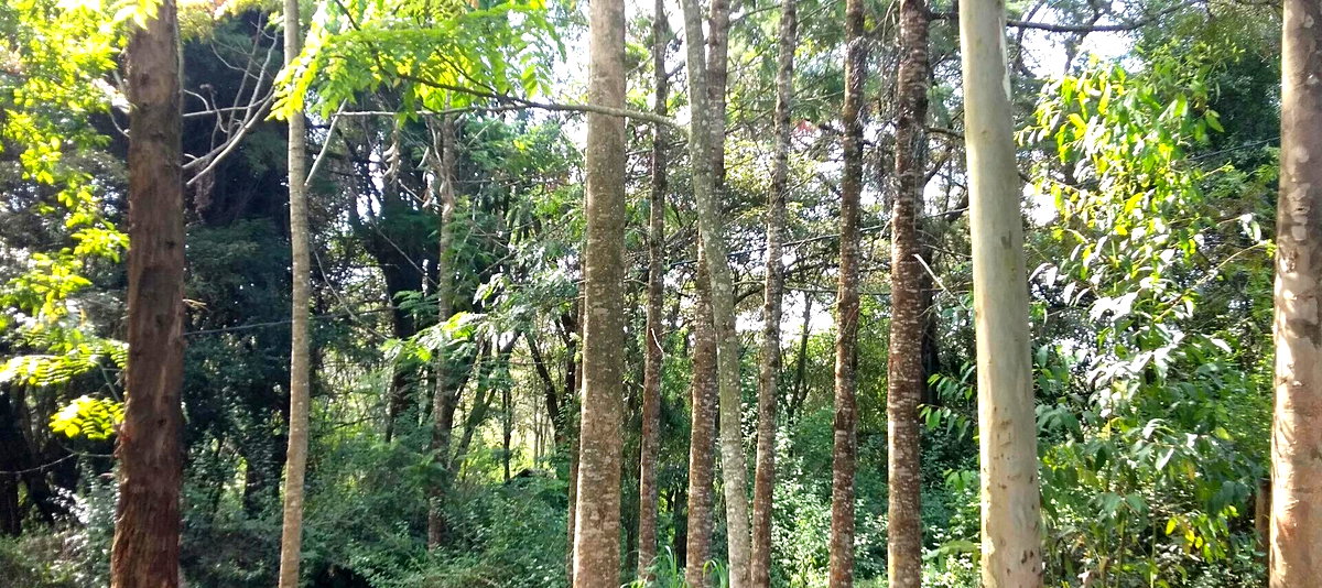 4-Bed Townhouse on 5 Acres Bordering Kenyatta Land – Karen