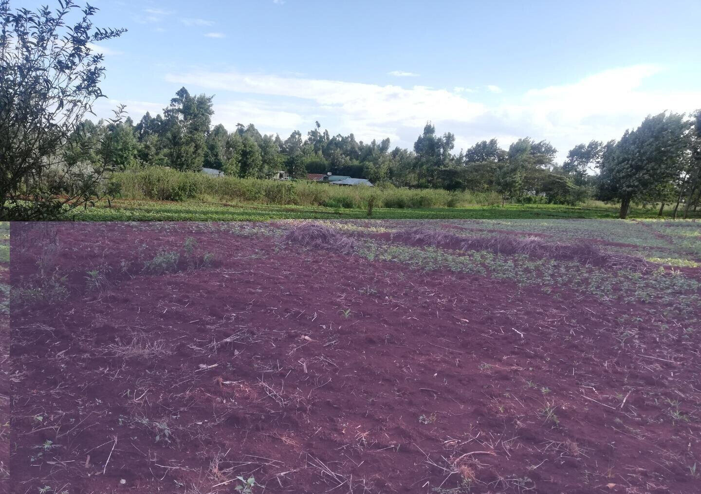 Garden Plot in Kibiku, Ngong
