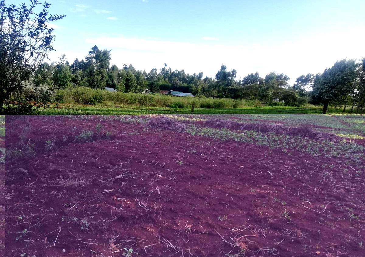 Garden Plot in Kibiku, Ngong
