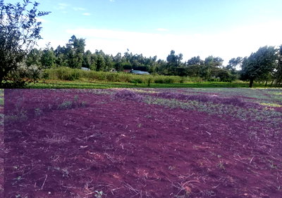 Garden Plot in Kibiku, Ngong