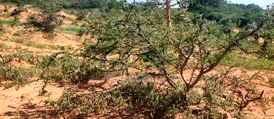 Embu, Mutuobare,1 Acre on Sale Near Tarmac Road Center. - Image 7