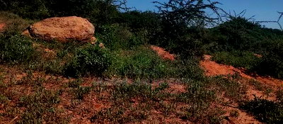 Embu, Mutuobare,1 Acre on Sale Near Tarmac Road Center. - Image 8