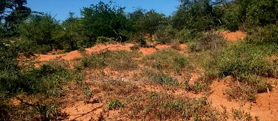 Embu, Mutuobare,1 Acre on Sale Near Tarmac Road Center. - Image 10