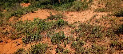 Embu, Mutuobare,1 Acre on Sale Near Tarmac Road Center. - Image 9