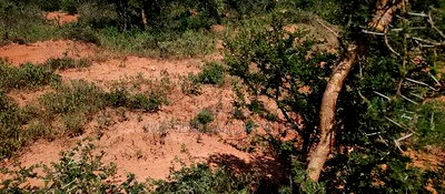 Embu, Mutuobare,1 Acre on Sale Near Tarmac Road Center. - Image 13