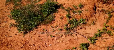 Embu, Mutuobare,1 Acre on Sale Near Tarmac Road Center. - Image 11