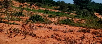 Embu, Mutuobare,1 Acre on Sale Near Tarmac Road Center. - Image 2