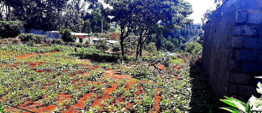 0.14 Acre Red Soil Plot in Ruaka