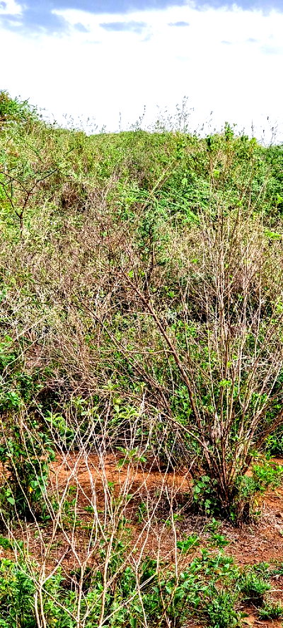 70 Acres Serashi at 150k Per Acre - Image 10