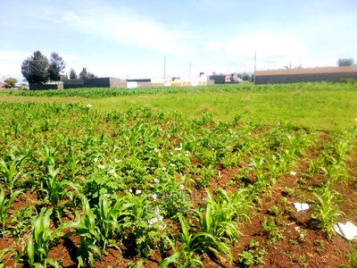 Superb Plots 100 Metres From Tarmac at Kijabe in Nakuru - Image 4