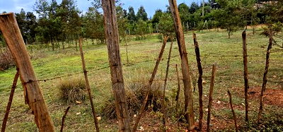 Prime Plots for Sale in Segero Kipkenyo - Image 4