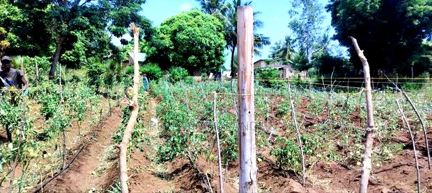 Kombani Kwale Ready Title 50X100 Plots at 1.3M
